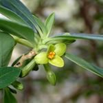 オニシバリの花の高画質写真です。横浜市 青葉区 寺家ふるさと村で、2024年2月18日に撮影したものです。