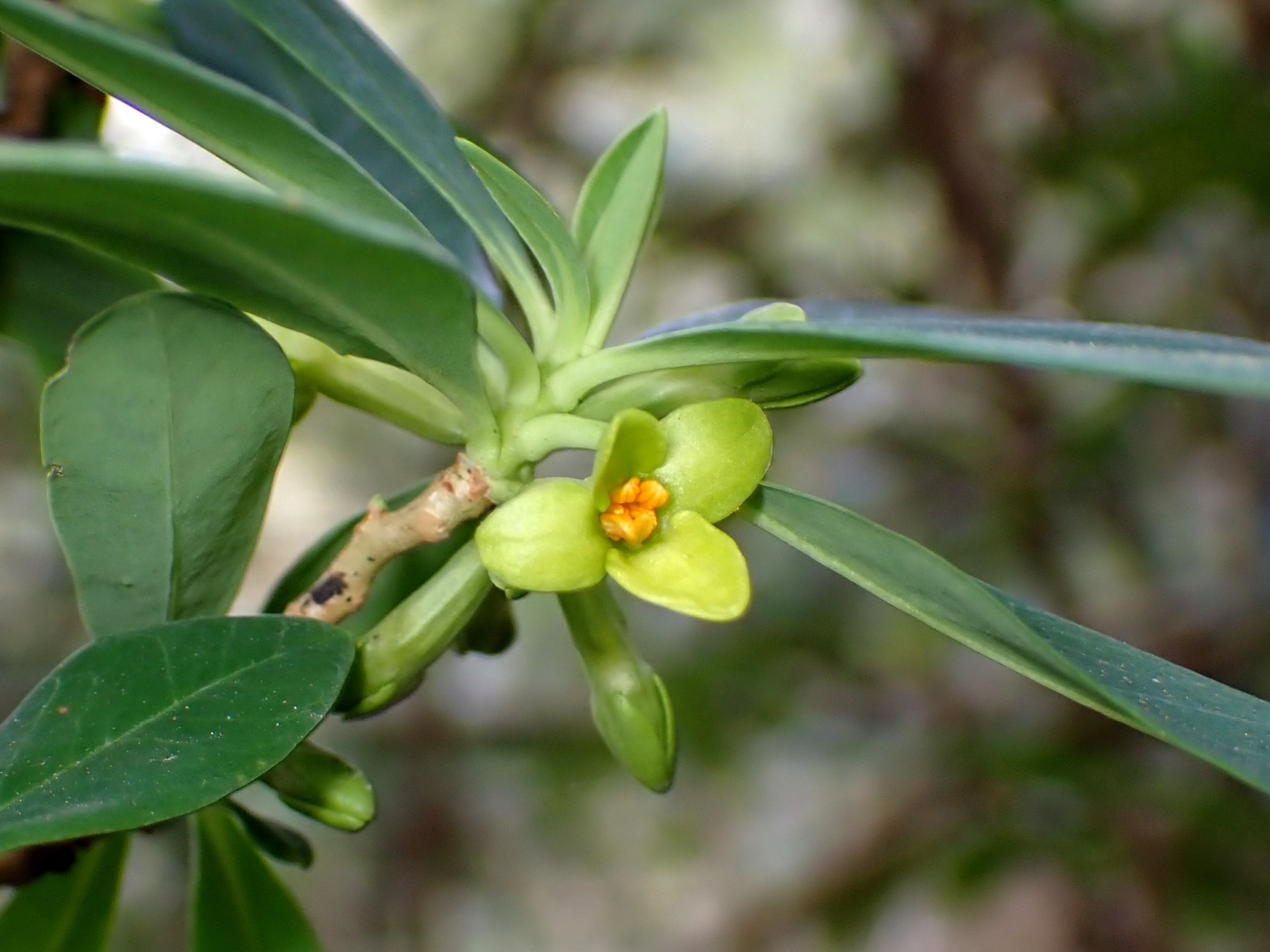 オニシバリの花の高画質写真です。横浜市 青葉区 寺家ふるさと村で、2024年2月18日に撮影したものです。