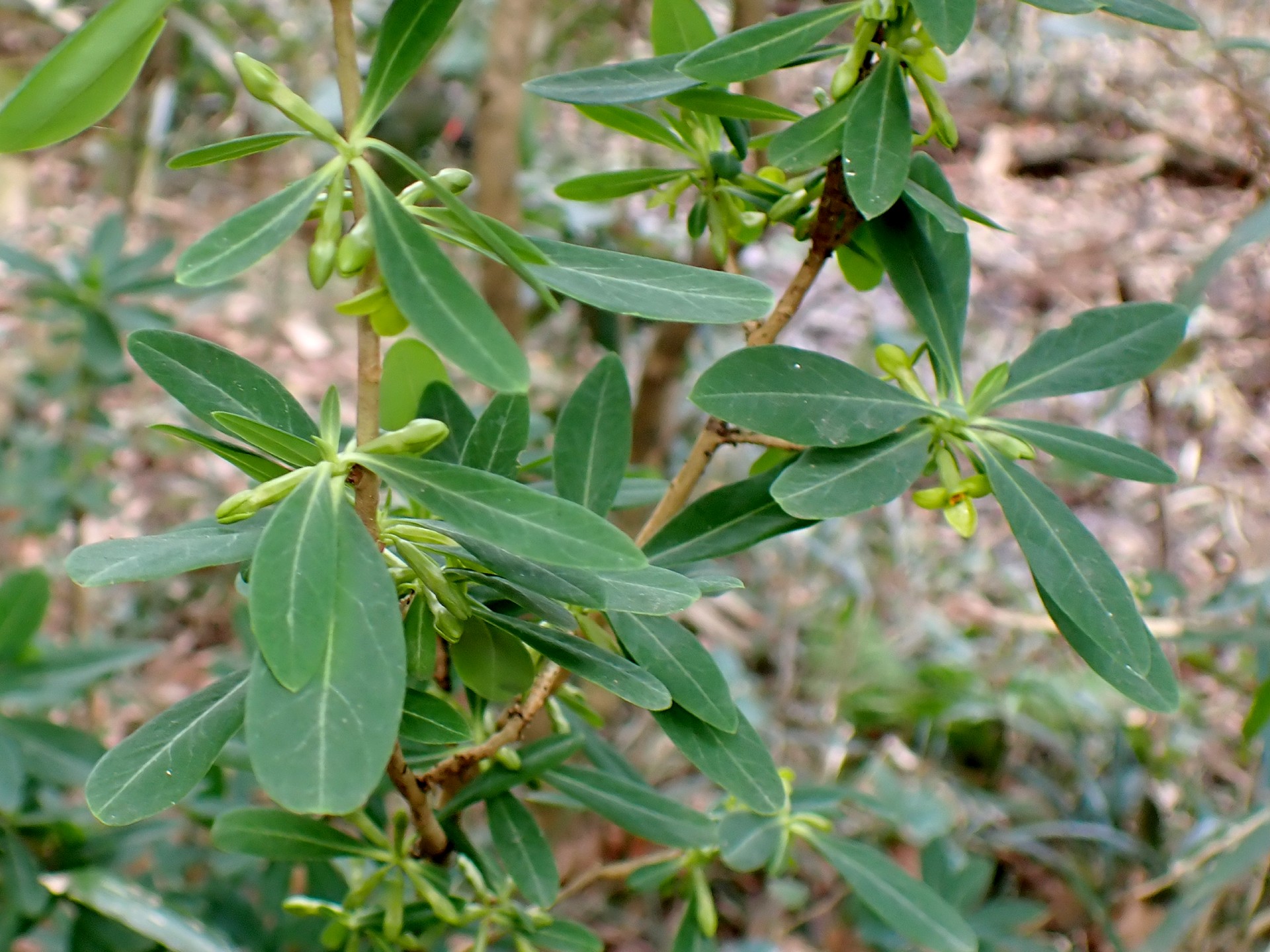 オニシバリ全体の高画質写真です。横浜市 青葉区 寺家ふるさと村で、2024年2月18日に撮影したものです。