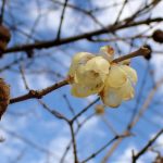 ロウバイの花と昨年の実/種の高画質写真です。三輪緑地で、2024年2月16日に撮影したものです。