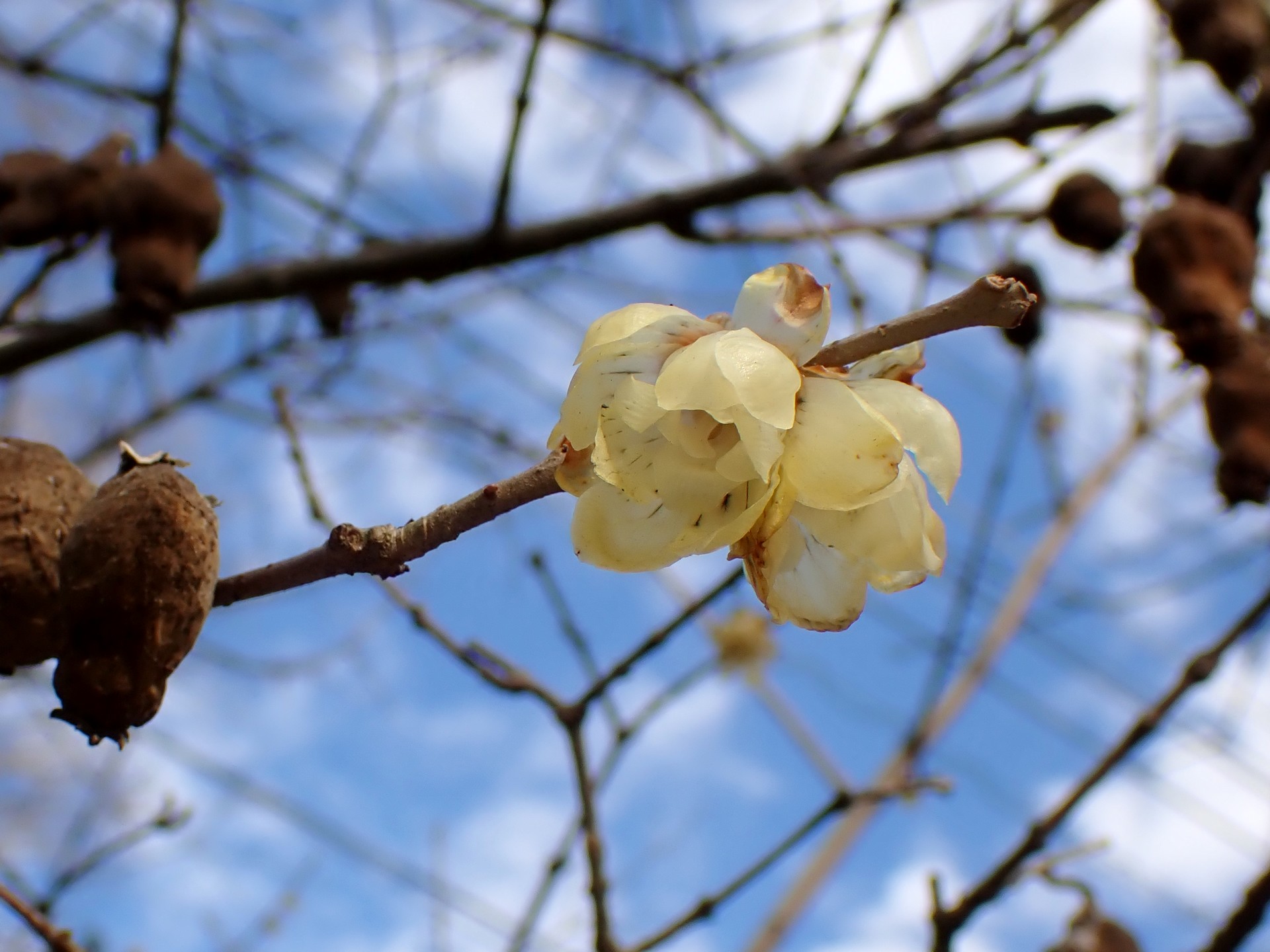 ロウバイの花と昨年の実/種の高画質写真です。三輪緑地で、2024年2月16日に撮影したものです。