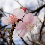 早咲きの桜の花の高画質写真です。三輪緑地で、2024年2月16日に撮影したものです。