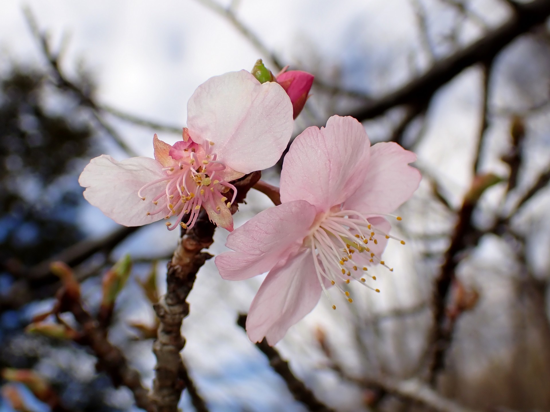 早咲きの桜の花の高画質写真です。三輪緑地で、2024年2月16日に撮影したものです。