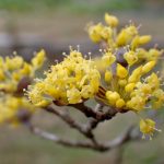 サンシュユの黄色い花の高画質写真です。三輪緑地で、2024年2月16日に撮影したものです。