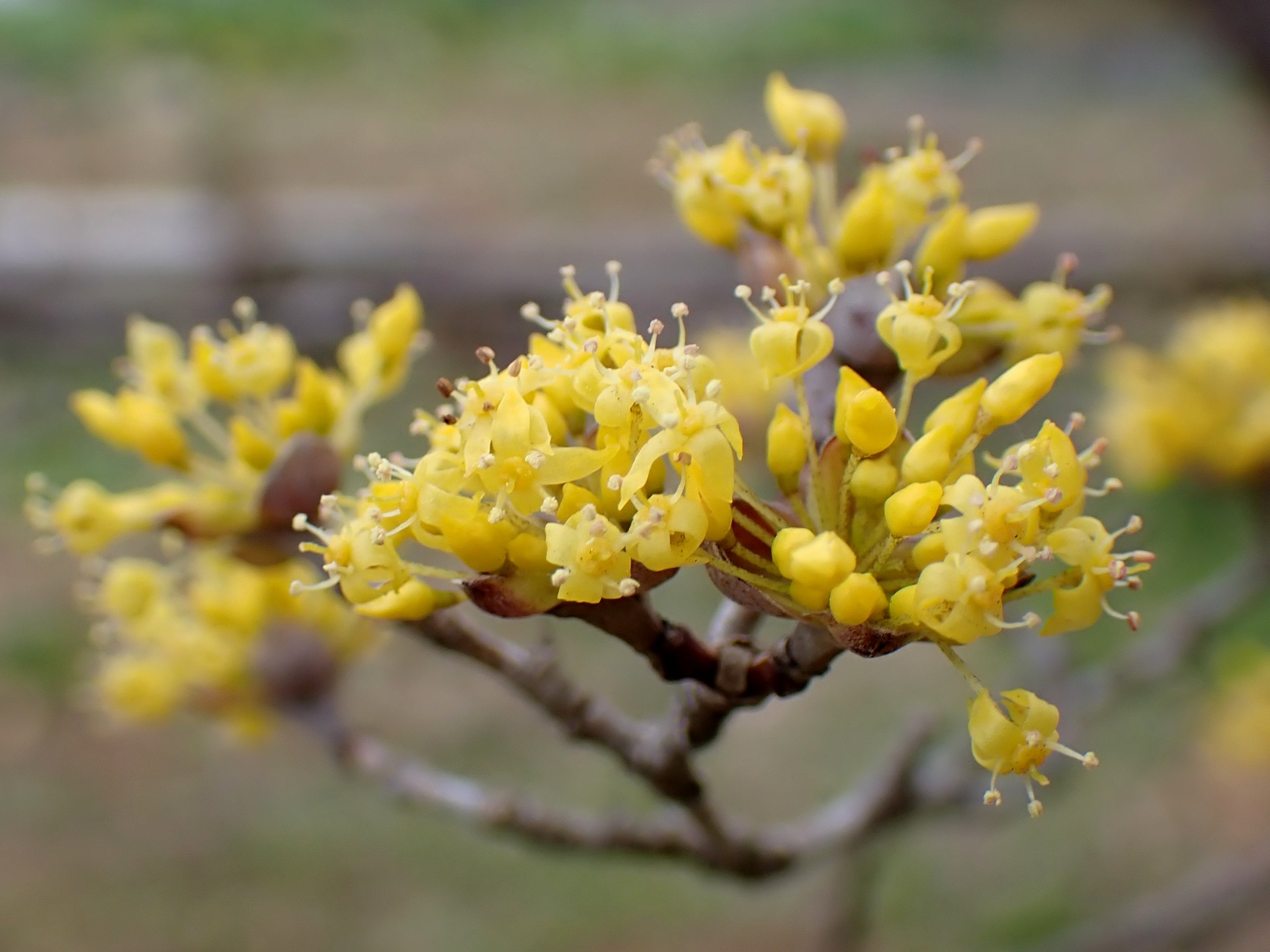 サンシュユの黄色い花の高画質写真です。三輪緑地で、2024年2月16日に撮影したものです。