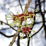 シナマンサクの花の高画質写真です。数個の花がかたまってさいています。三輪緑地で、2024年2月16日に撮影したものです。