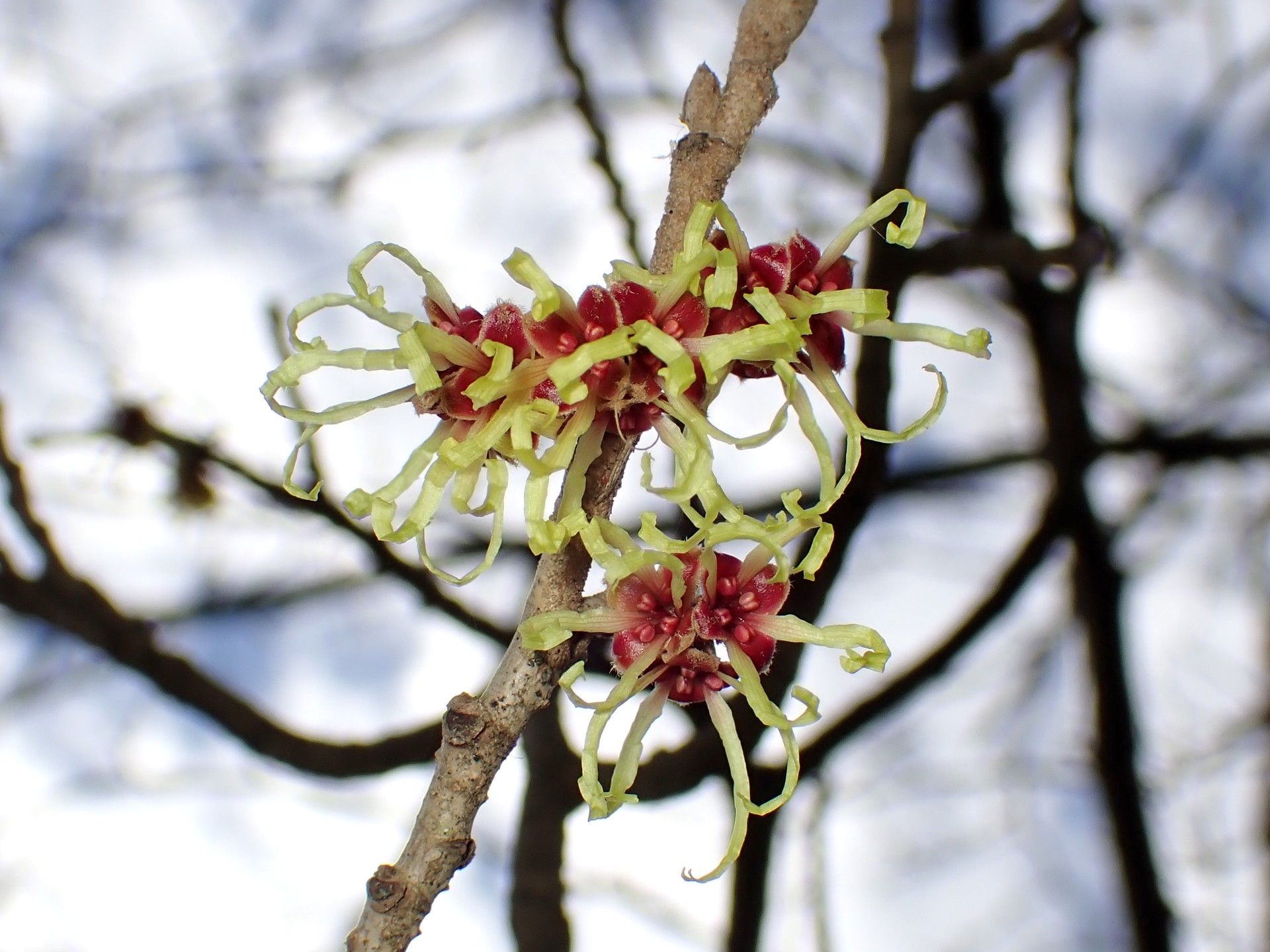 シナマンサクの花の高画質写真です。数個の花がかたまってさいています。三輪緑地で、2024年2月16日に撮影したものです。