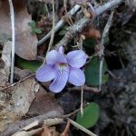 タチツボスミレの花の高画質写真です。横浜市 青葉区 寺家ふるさと村で、2024年2月28日に撮影したものです。