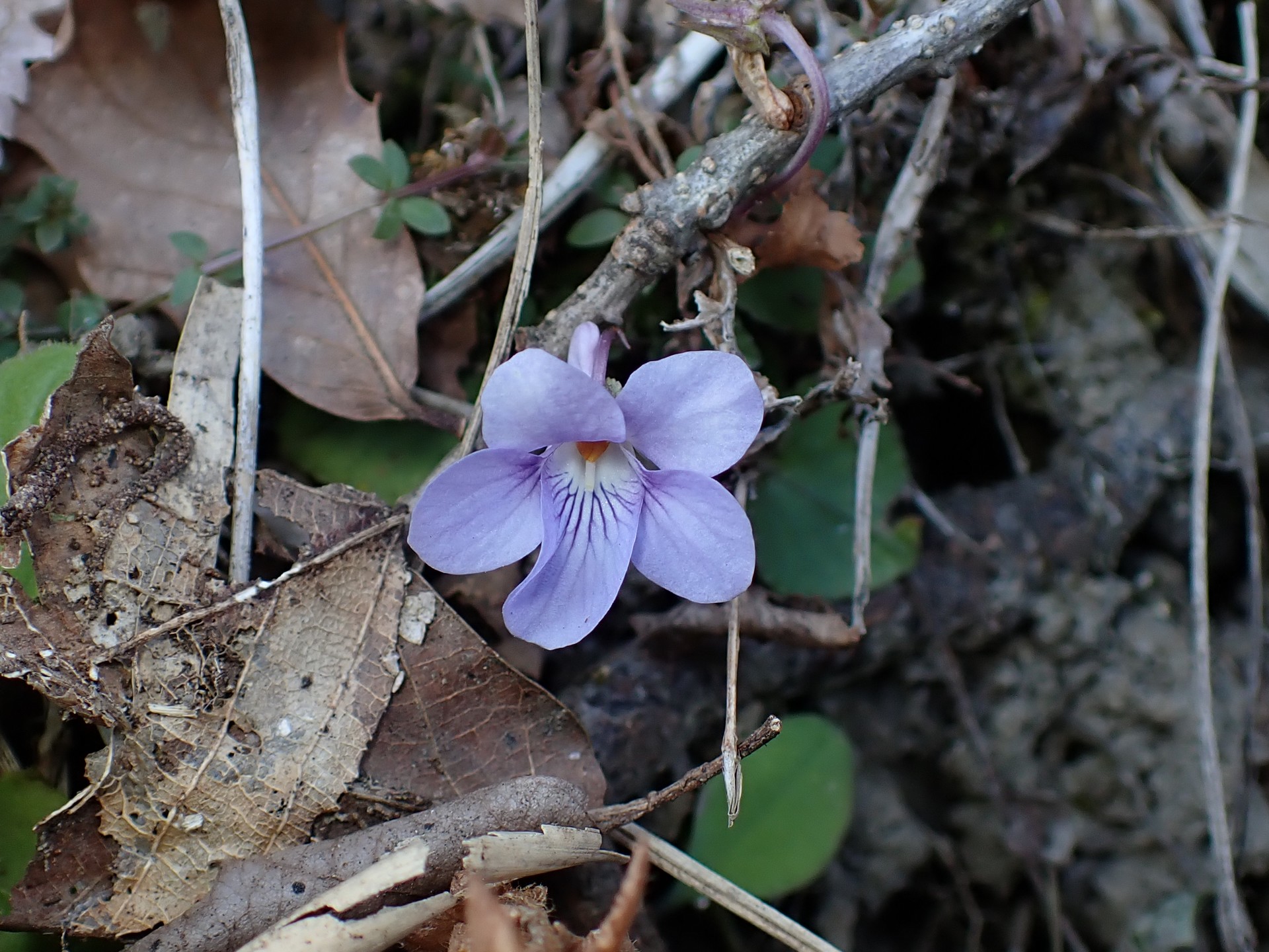 タチツボスミレの花の高画質写真です。横浜市 青葉区 寺家ふるさと村で、2024年2月28日に撮影したものです。