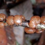 タマキクラゲが小枝の上に10個ほど付いている高画質写真です。雪の後で湿っているためベージュ色です。横浜市 青葉区 寺家ふるさと村で、2024年2月7日に撮影したものです。