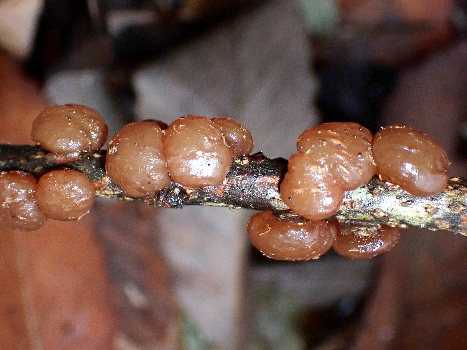 タマキクラゲが小枝の上に10個ほど付いている高画質写真です。雪の後で湿っているためベージュ色です。横浜市 青葉区 寺家ふるさと村で、2024年2月7日に撮影したものです。