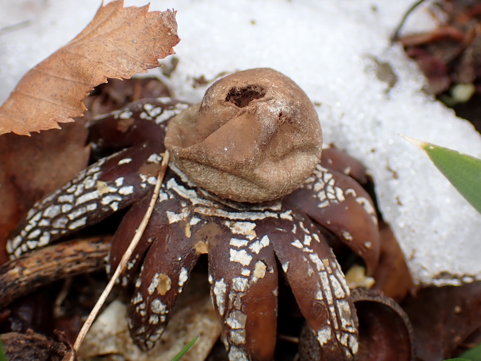 ツチグリの老菌の高画質写真です。胞子を出す穴が開き、本体は凹んでしまった状態です。寺家ふるさと村で、2024年2月6日に撮影したものです。
