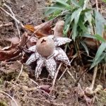 ツチグリの高画質写真です。湿度が高く、胞子を出す穴が開いた状態です。寺家ふるさと村で、2024年2月6日に撮影したものです。