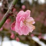 紅梅の花の高画質写真です。寺家ふるさと村 梅園で 2024年2月6日に撮影したものです。