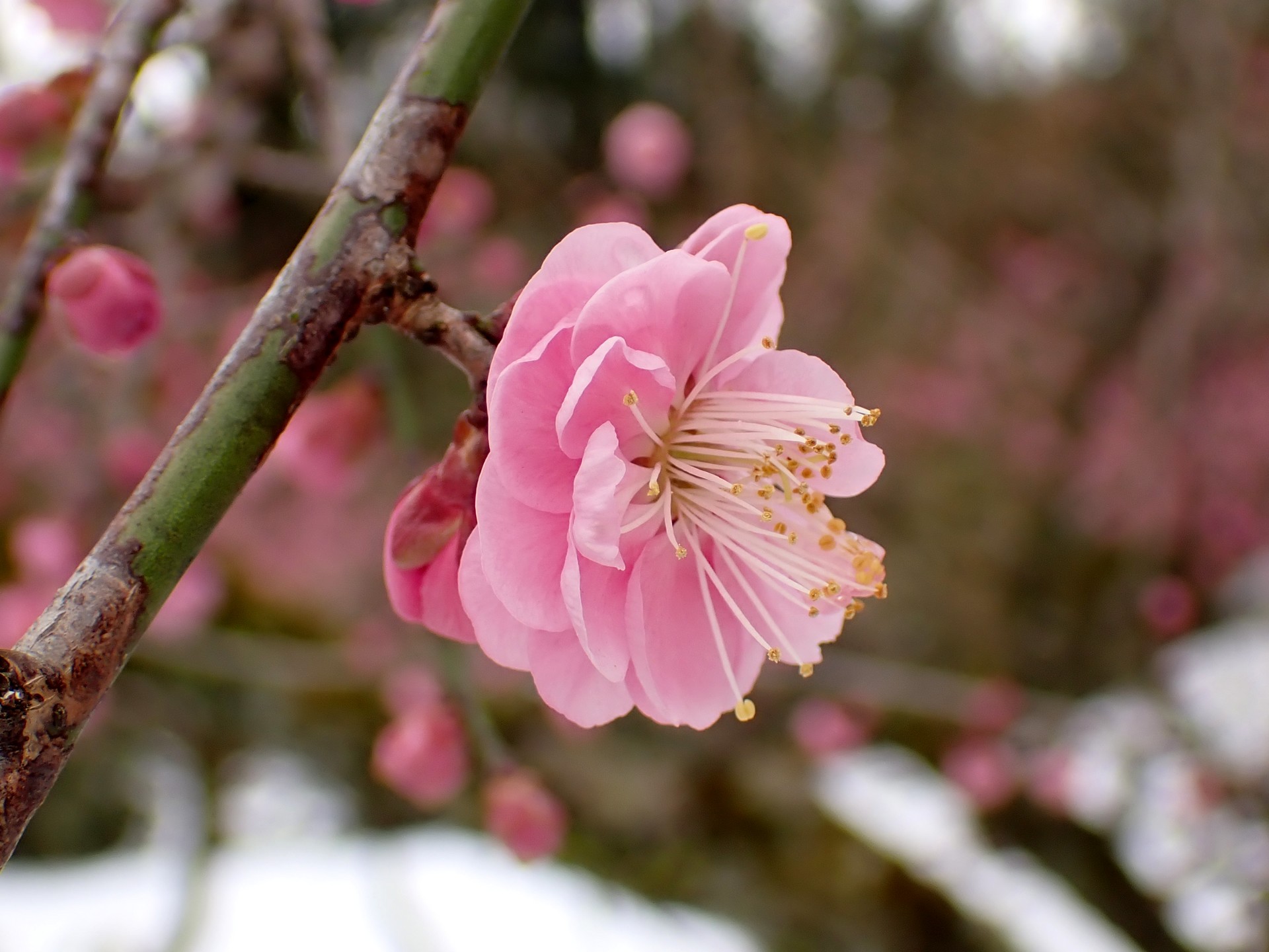 紅梅の花の高画質写真です。寺家ふるさと村 梅園で 2024年2月6日に撮影したものです。