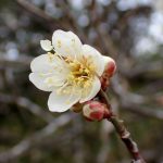 白梅の花と蕾の高画質写真です。蕾の周りの額が紅色です。横浜市 青葉区 寺家ふるさと村で、2024年2月15日に撮影したものです。