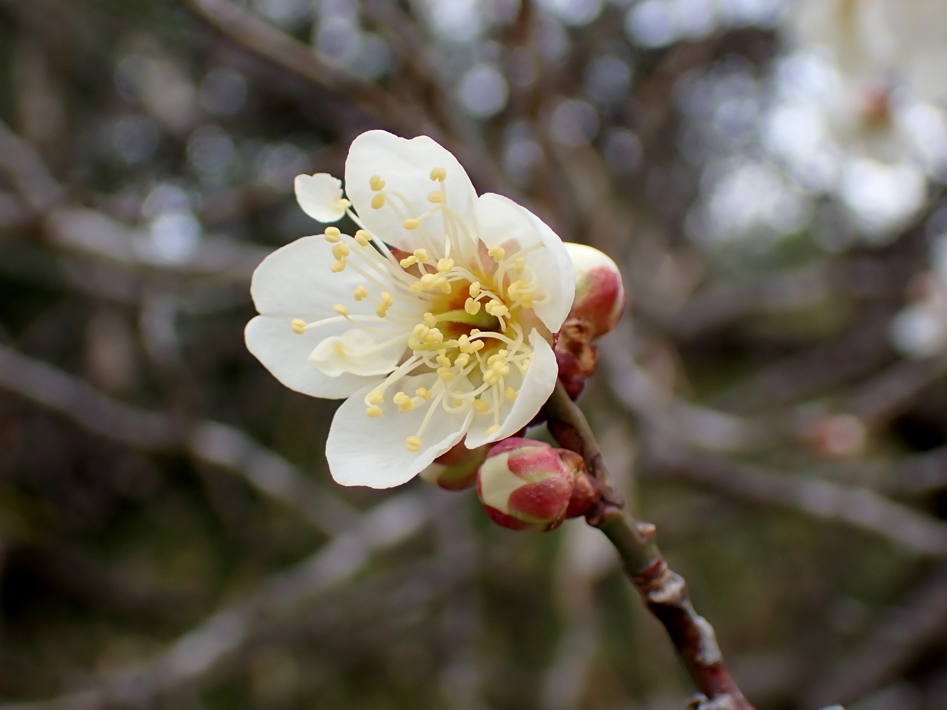 白梅の花と蕾の高画質写真です。蕾の周りの額が紅色です。横浜市 青葉区 寺家ふるさと村で、2024年2月15日に撮影したものです。