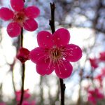 紅梅の花の高画質写真です。色の濃い梅の花です。三輪緑地で、2024年2月16日に撮影したものです。