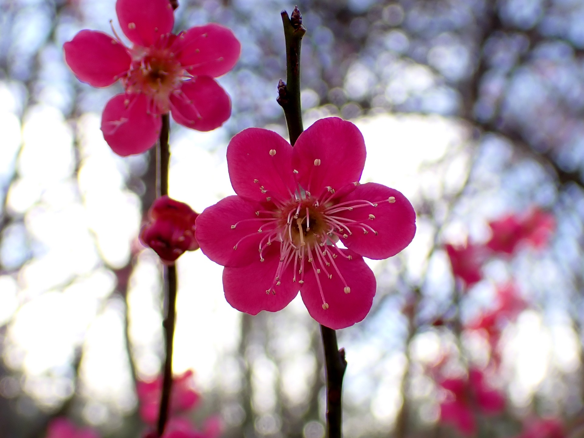 紅梅の花の高画質写真です。色の濃い梅の花です。三輪緑地で、2024年2月16日に撮影したものです。