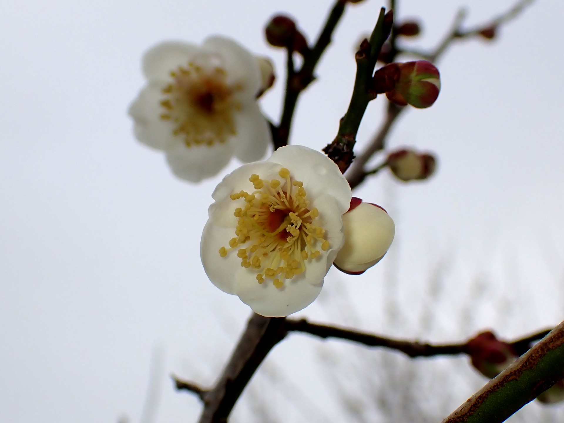 白梅の花の高画質写真です。寺家ふるさと村 梅園で 2024年2月6日に撮影したものです。
