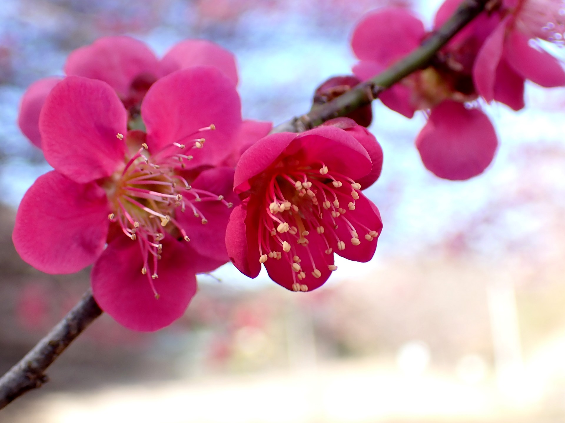 紅梅の花と未だ開ききっていない花の高画質写真です。雄しべの様子が良くわかります。三輪緑地で、2024年2月16日に撮影したものです。