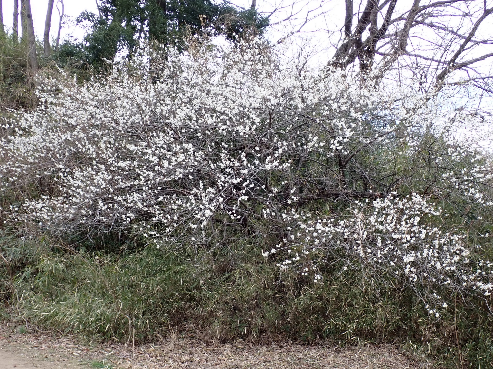 白梅の気全体の高画質写真です。横浜市 青葉区 寺家ふるさと村で、2024年2月15日に撮影したものです。