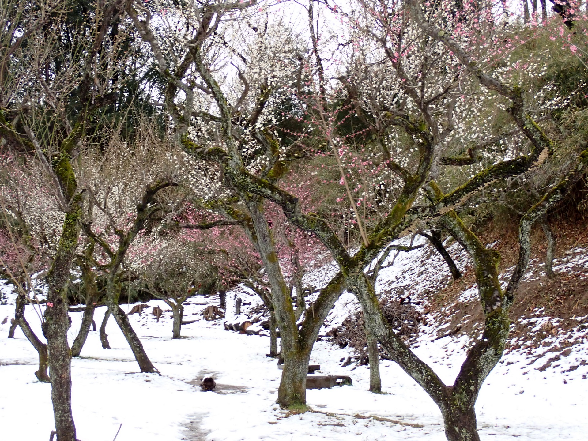 雪景色の梅園の高画質写真です。寺家ふるさと村 梅園で 2024年2月6日に撮影したものです。
