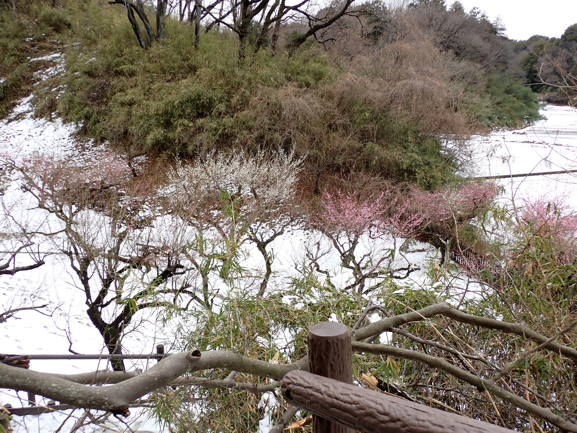 雪景色の梅園の高画質写真です。階段道に倒木があります。寺家ふるさと村 梅園で 2024年2月6日に撮影したものです。