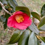 ヤブツバキの花の高画質写真です。三輪緑地で、2024年2月16日に撮影したものです。