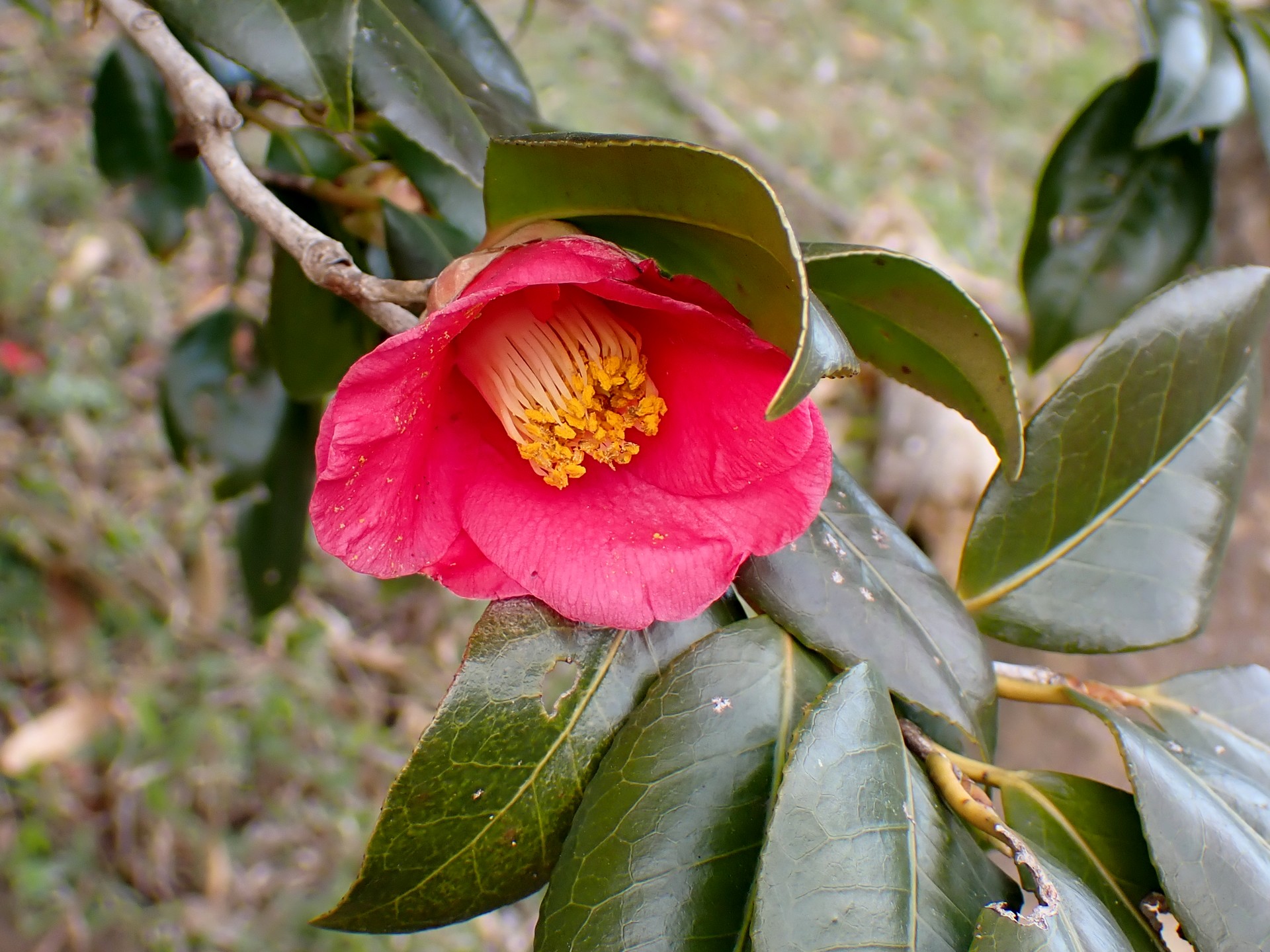 ヤブツバキの花の高画質写真です。三輪緑地で、2024年2月16日に撮影したものです。