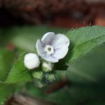 ヤマルリソウの花の高画質写真です。つぼみが幾つか写っています。横浜市 青葉区 寺家ふるさと村で、2024年2月26日に撮影したものです。