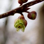 アブラチャンの花の高画質写真です。三輪緑地で、2024年3月17日に撮影したものです。