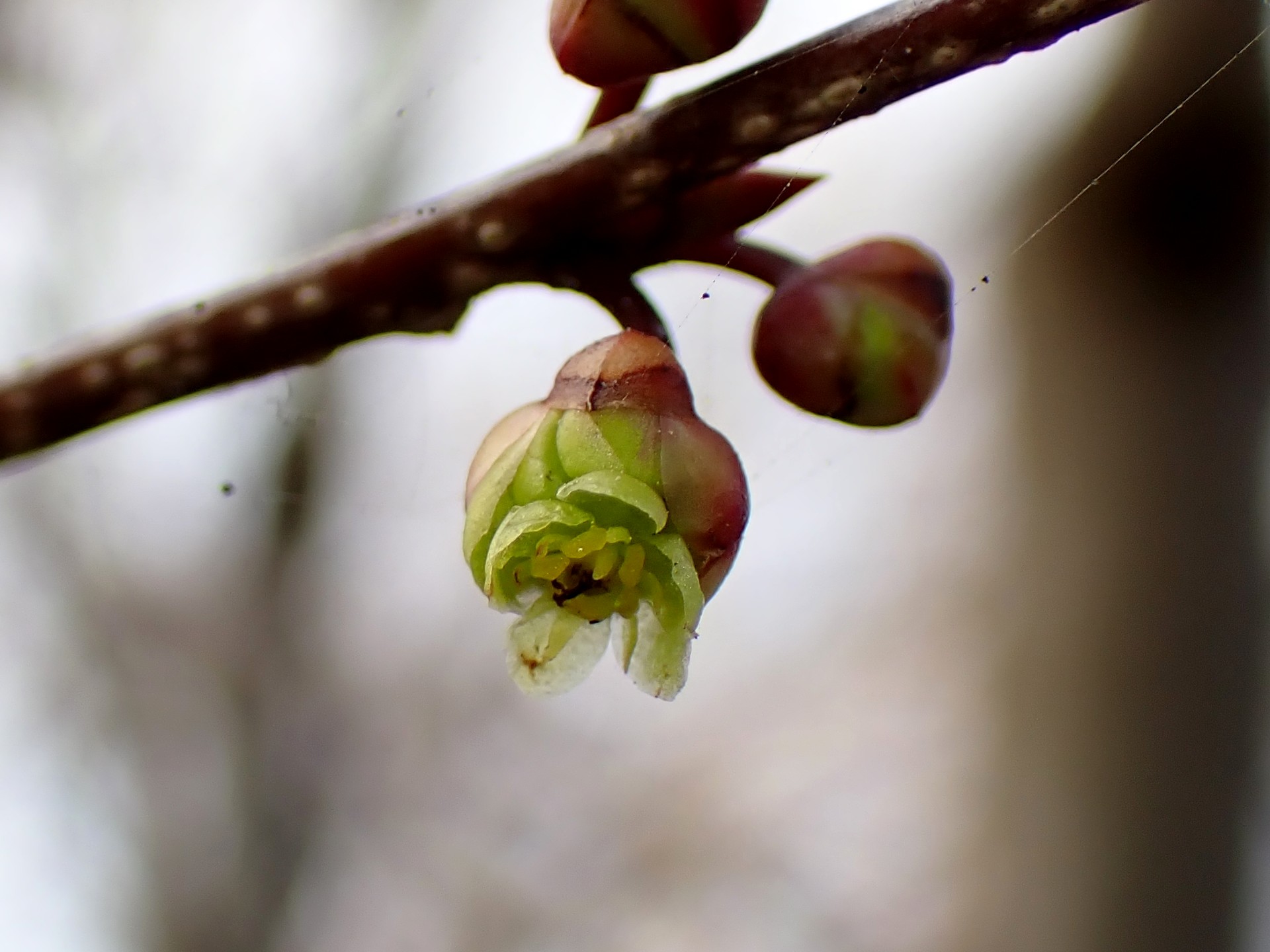 アブラチャンの花の高画質写真です。三輪緑地で、2024年3月17日に撮影したものです。