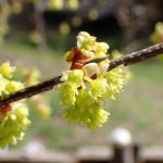 アブラチャンの花の高画質写真です。三輪緑地で、2024年3月31日に撮影したものです。