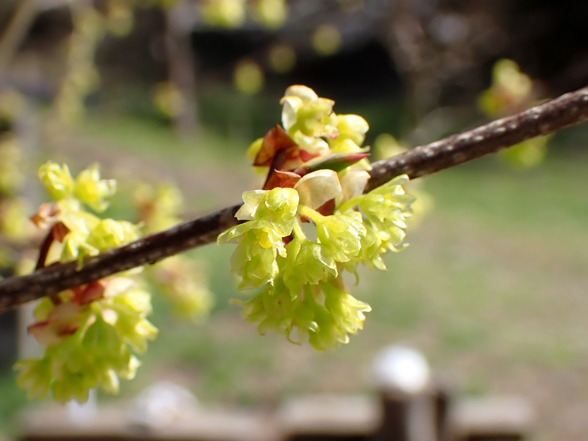 アブラチャンの花の高画質写真です。三輪緑地で、2024年3月31日に撮影したものです。
