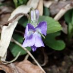 アオイスミレの花の高画質写真です。横浜市 青葉区 寺家ふるさと村で、2024年3月7日に撮影したものです。