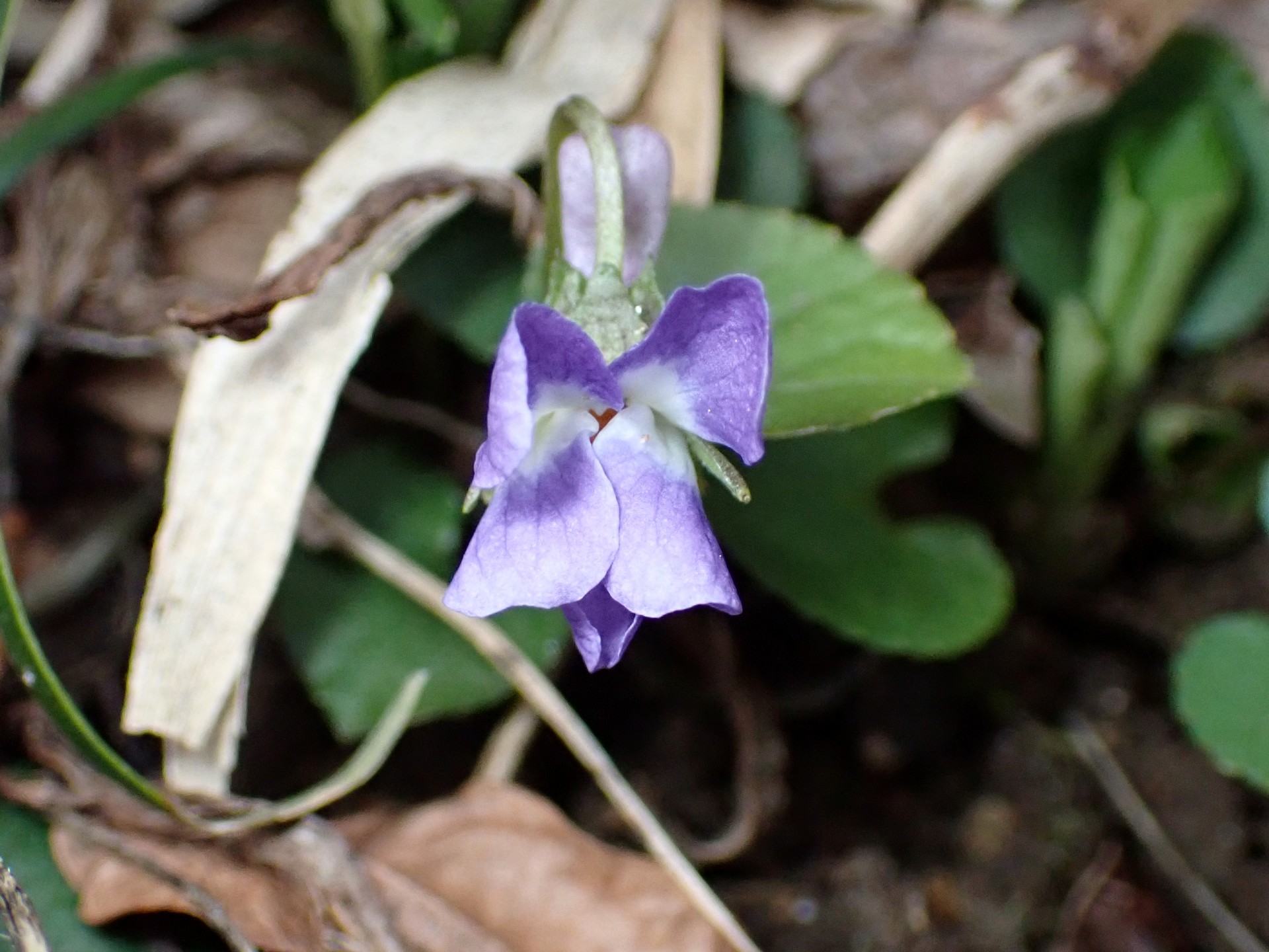 アオイスミレの花の高画質写真です。横浜市 青葉区 寺家ふるさと村で、2024年3月7日に撮影したものです。