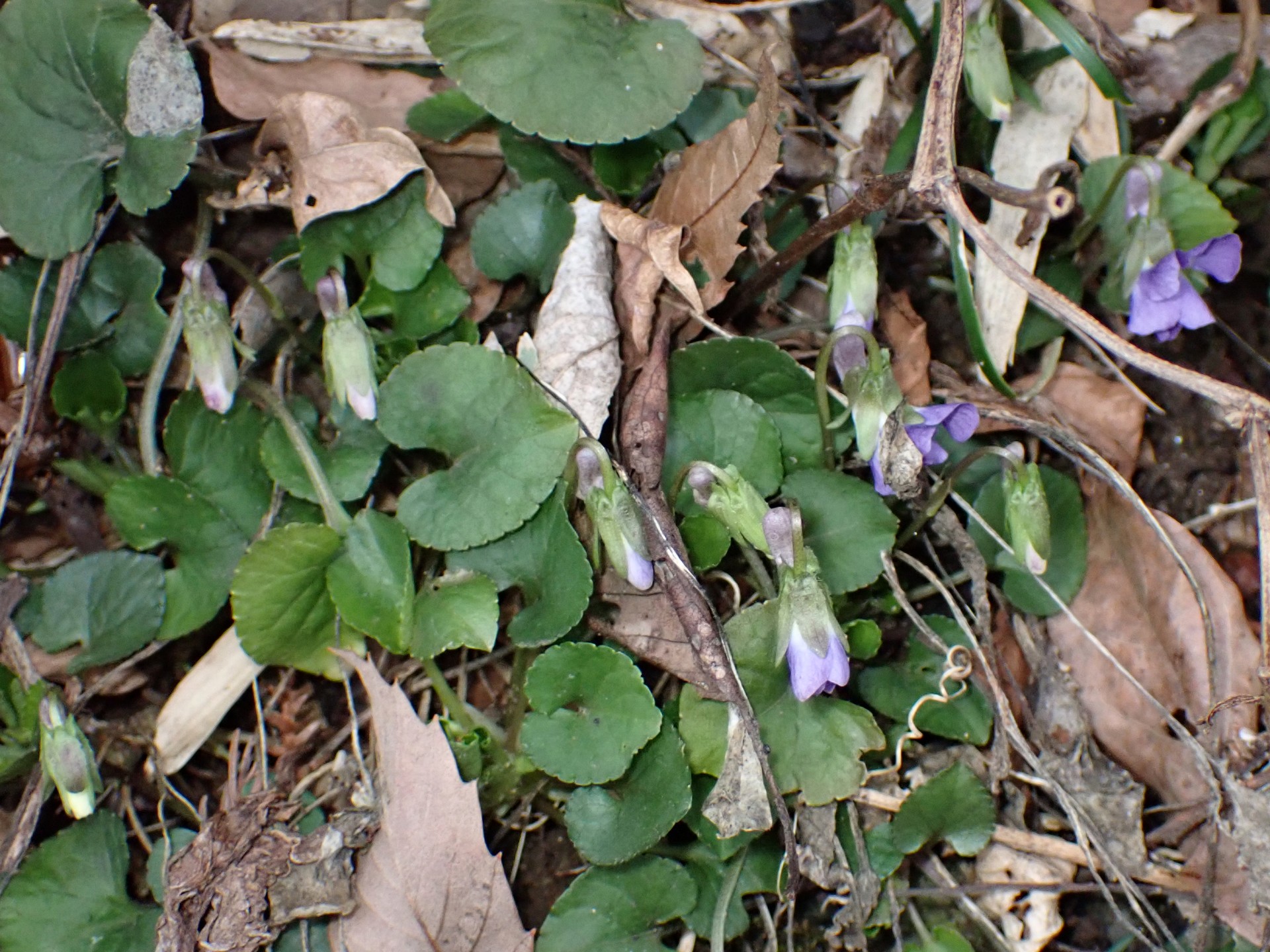 アオイスミレの全体の高画質写真です。横浜市 青葉区 寺家ふるさと村で、2024年3月7日に撮影したものです。
