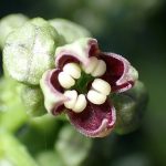 アオキのつぼみの高画質写真です。横浜市 青葉区 寺家ふるさと村で、2024年3月29日に撮影したものです。