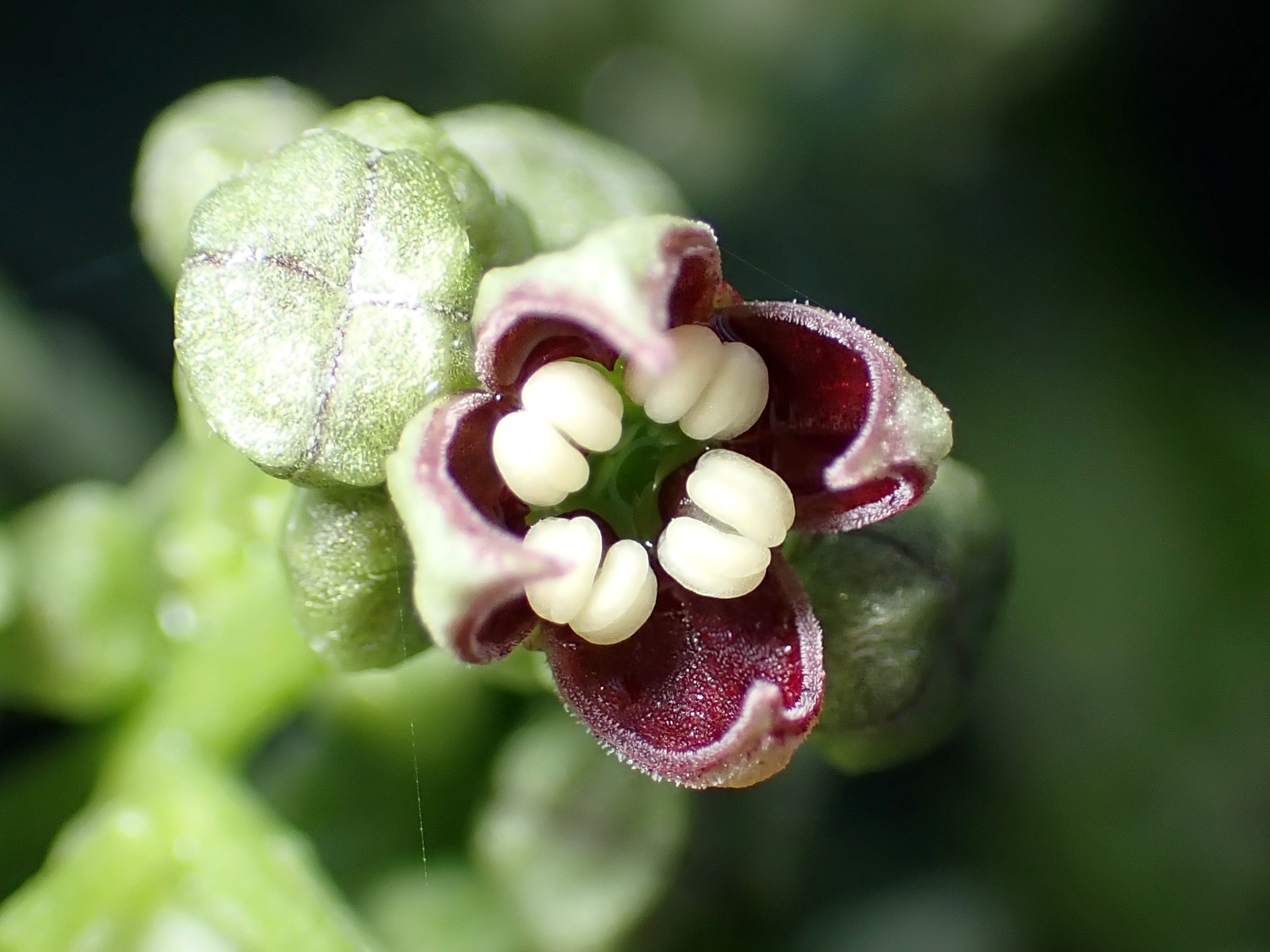 アオキのつぼみの高画質写真です。横浜市 青葉区 寺家ふるさと村で、2024年3月29日に撮影したものです。