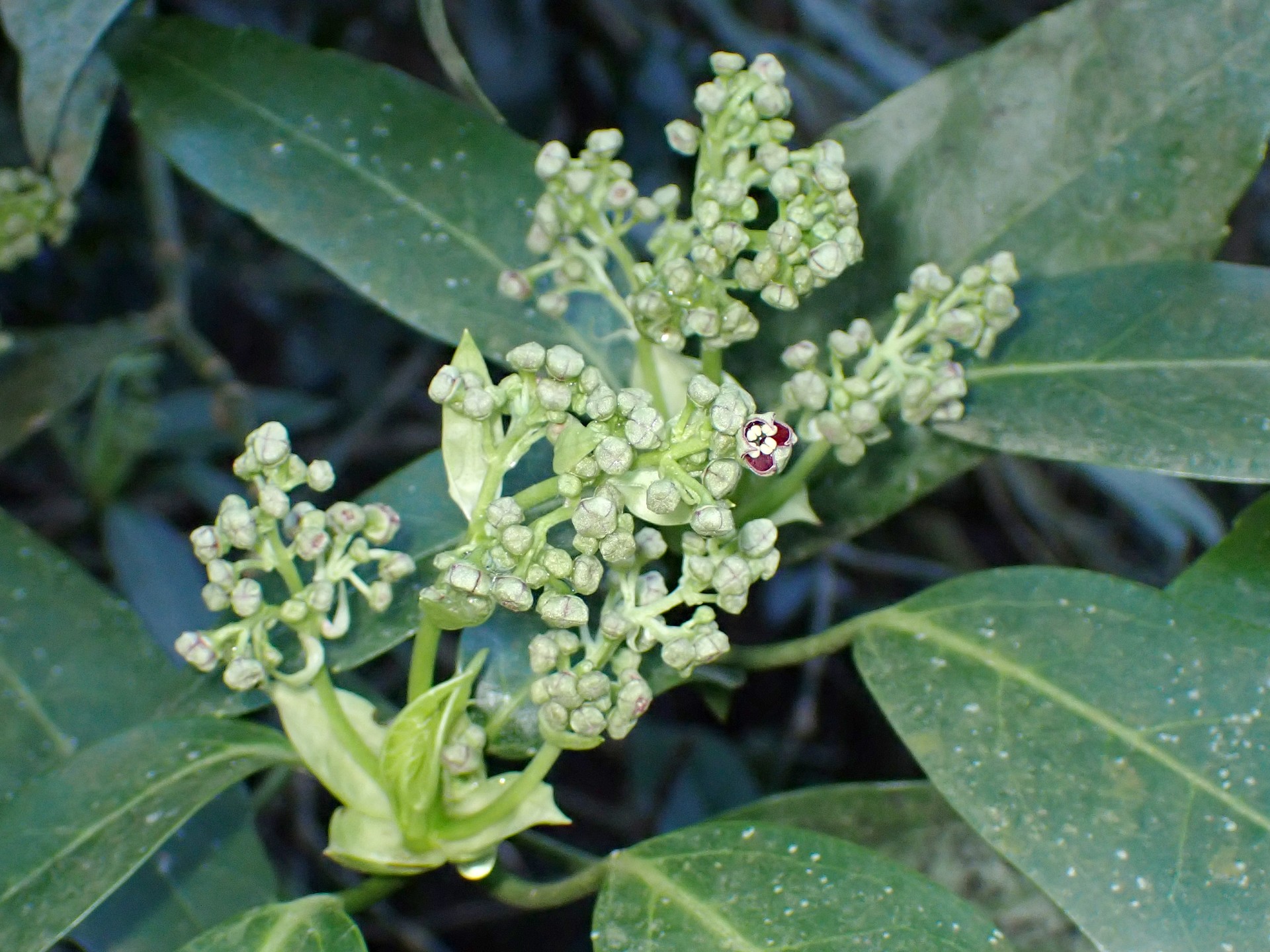 アオキのつぼみの高画質写真です。横浜市 青葉区 寺家ふるさと村で、2024年3月29日に撮影したものです。