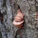 ハナビラニカワタケの幼菌の高画質写真です。横浜市 青葉区 寺家ふるさと村で、2024年3月1日に撮影したものです。