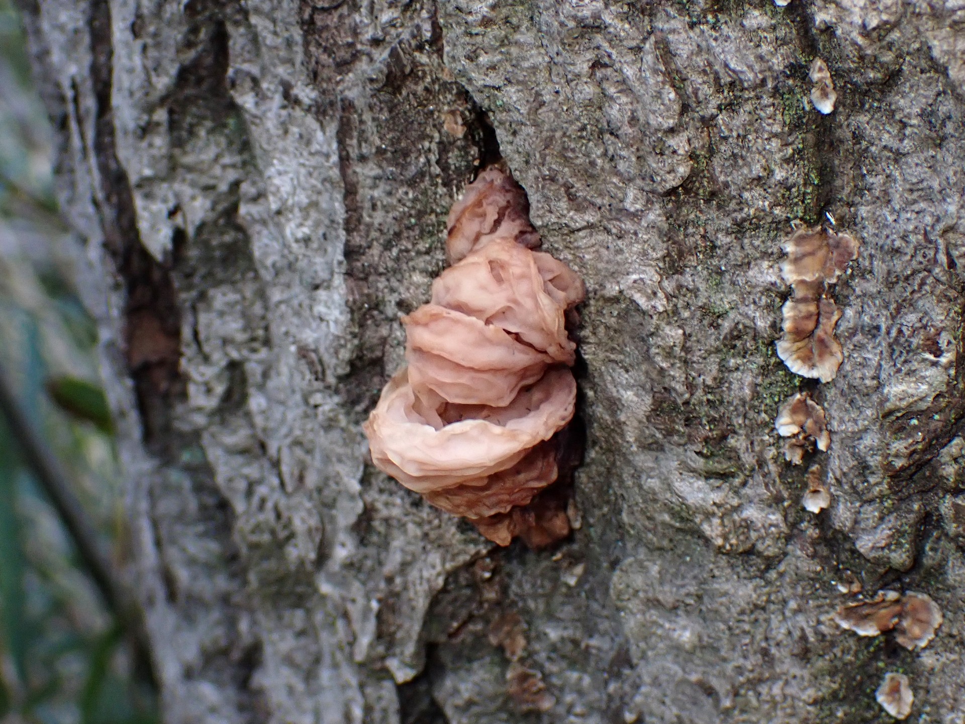 ハナビラニカワタケの幼菌の高画質写真です。横浜市 青葉区 寺家ふるさと村で、2024年3月1日に撮影したものです。