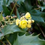 ヒイラギナンテンの花の高画質写真です。横浜市 青葉区 寺家ふるさと村で、2024年3月14日に撮影したものです。