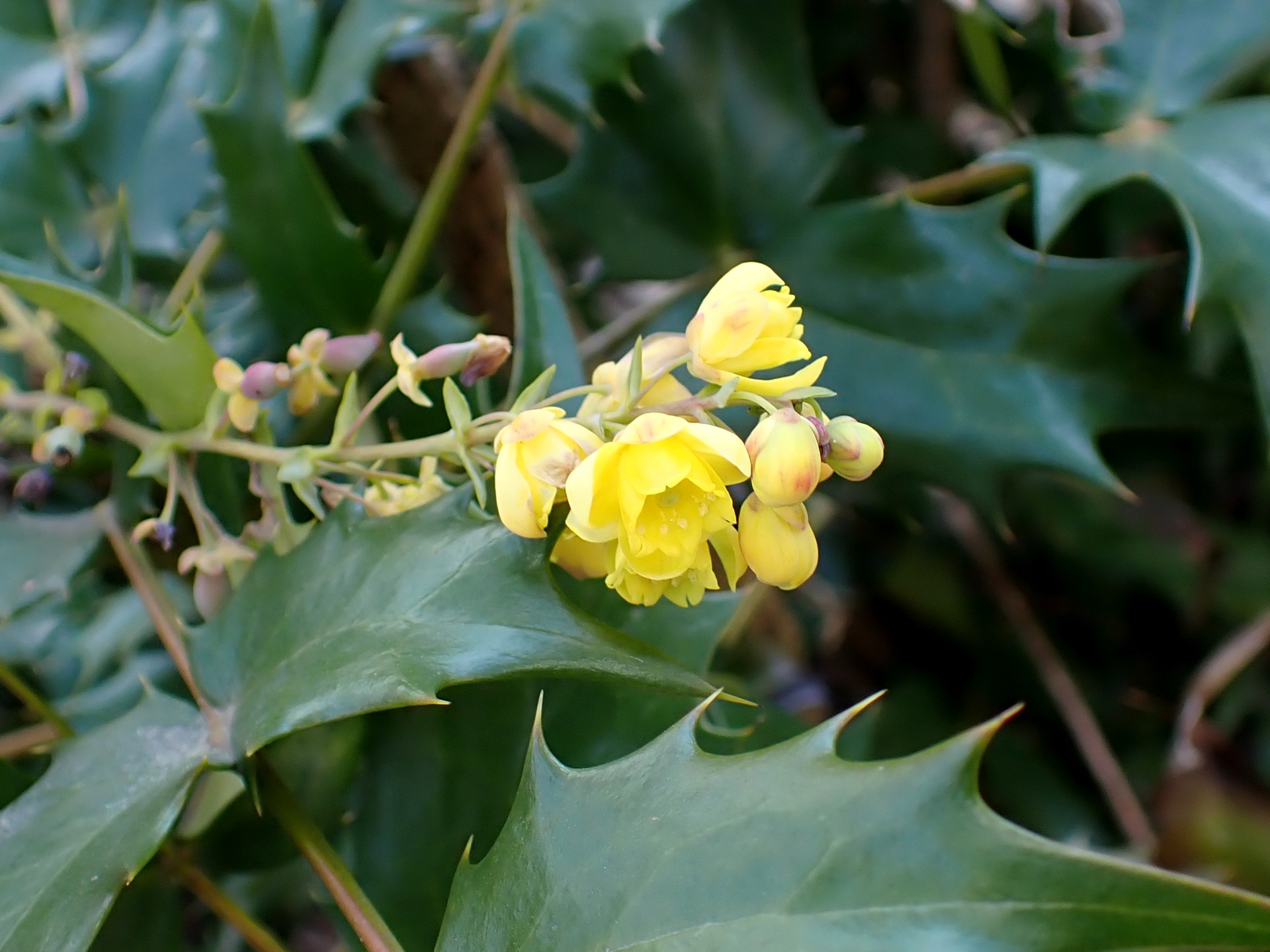 ヒイラギナンテンの花の高画質写真です。横浜市 青葉区 寺家ふるさと村で、2024年3月14日に撮影したものです。