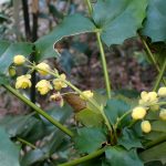 ヒイラギナンテンの花の高画質写真です。横浜市 青葉区 寺家ふるさと村で、2024年3月19日に撮影したものです。