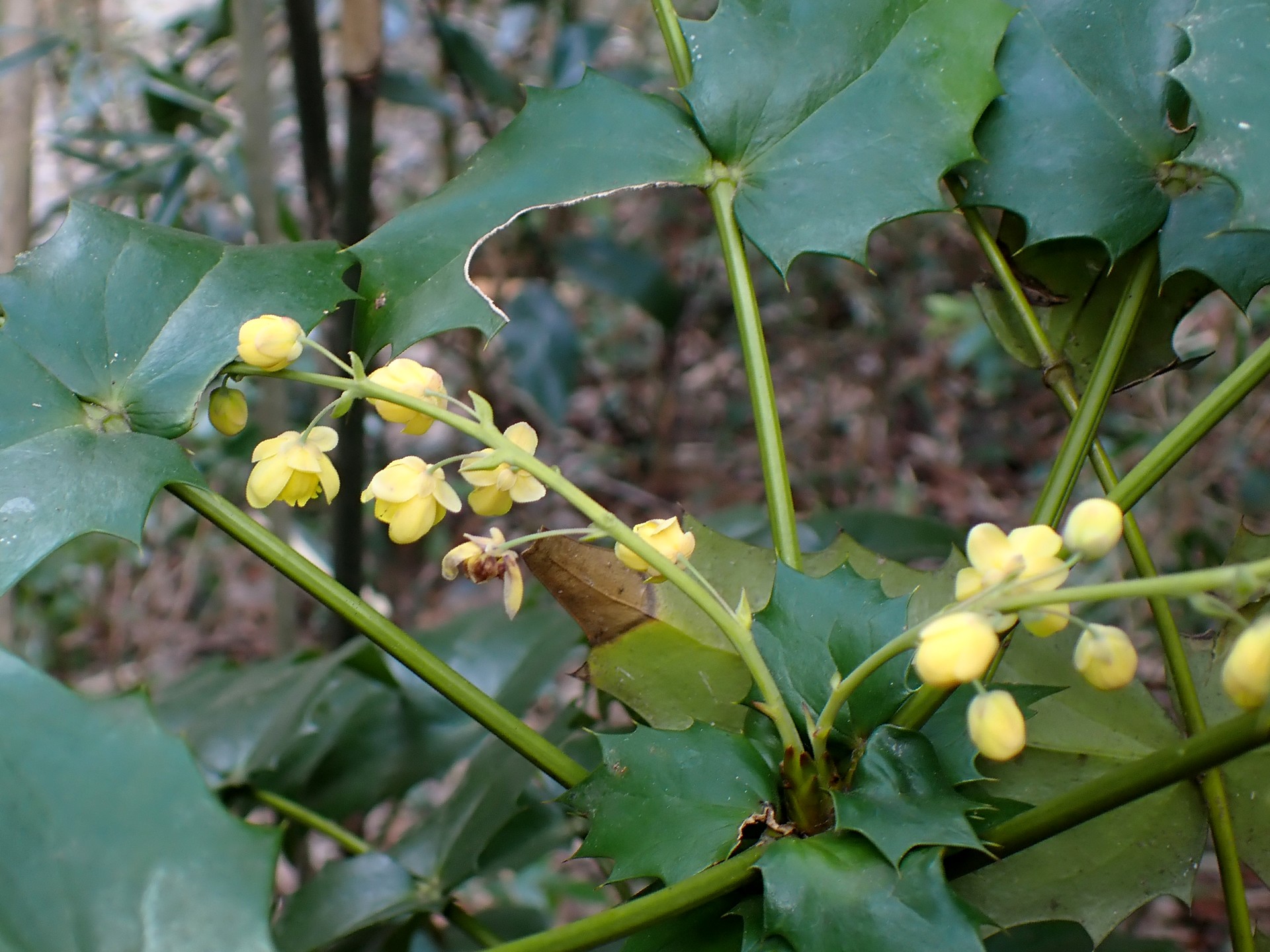 ヒイラギナンテンの花の高画質写真です。横浜市 青葉区 寺家ふるさと村で、2024年3月19日に撮影したものです。