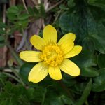 ヒメリュウキンカの花の高画質写真です。横浜市 青葉区 寺家ふるさと村で、2024年3月8日に撮影したものです。