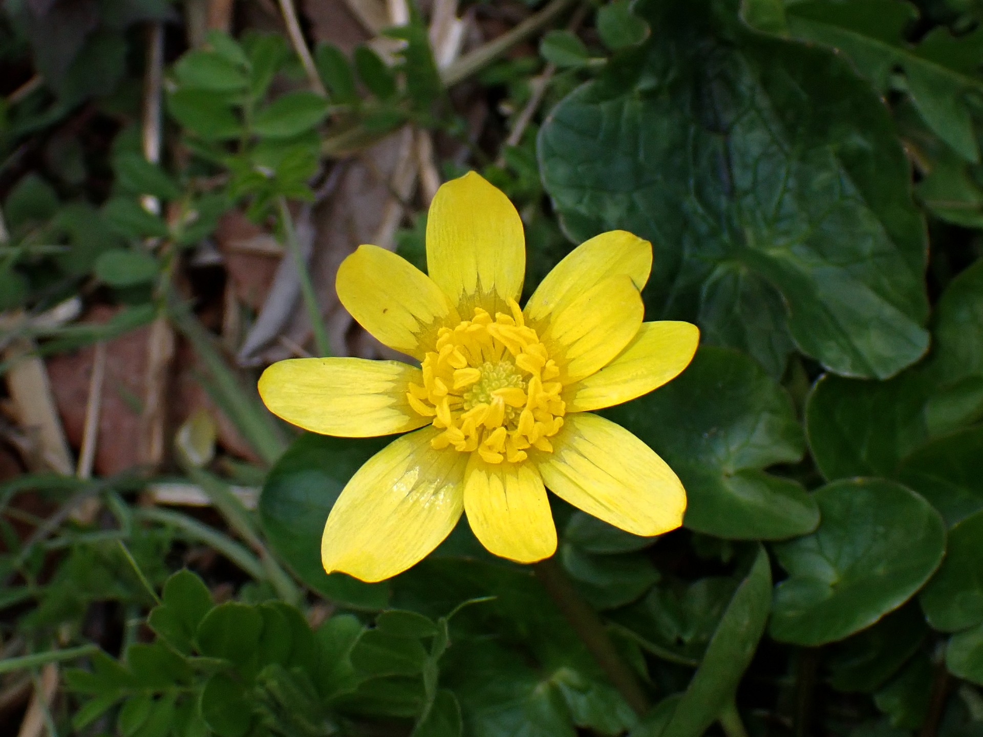 ヒメリュウキンカの花の高画質写真です。横浜市 青葉区 寺家ふるさと村で、2024年3月8日に撮影したものです。