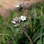 ヒメウズの花の高画質写真です。三輪緑地で、2024年3月13日に撮影したものです。